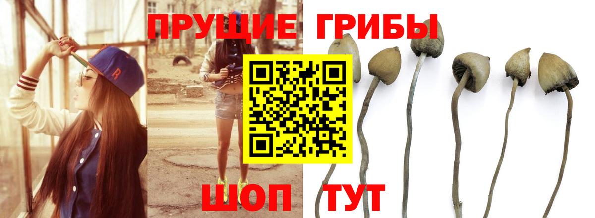 Псилоцибиновые грибы Котовск